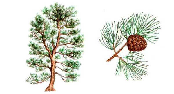pinocembro.jpg